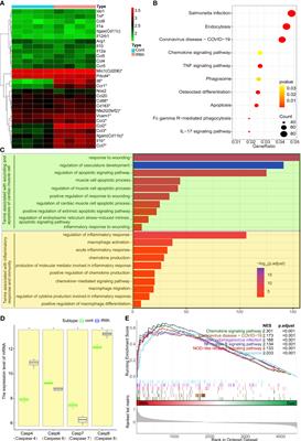 Nrf2 Promotes Inflammation in Early Myocardial Ischemia-Reperfusion via Recruitment and Activation of Macrophages